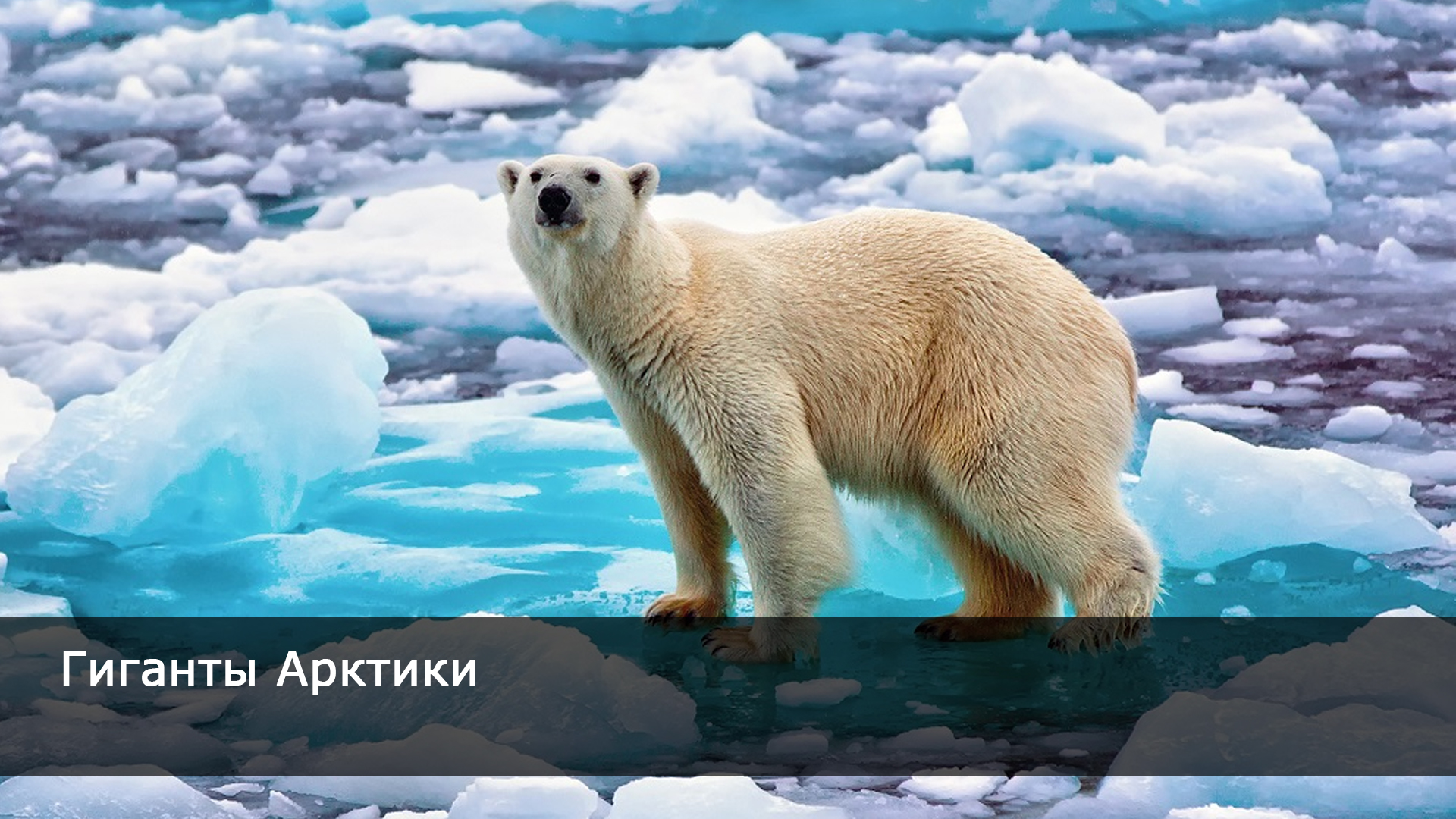 национальный парк русская арктика архангельск