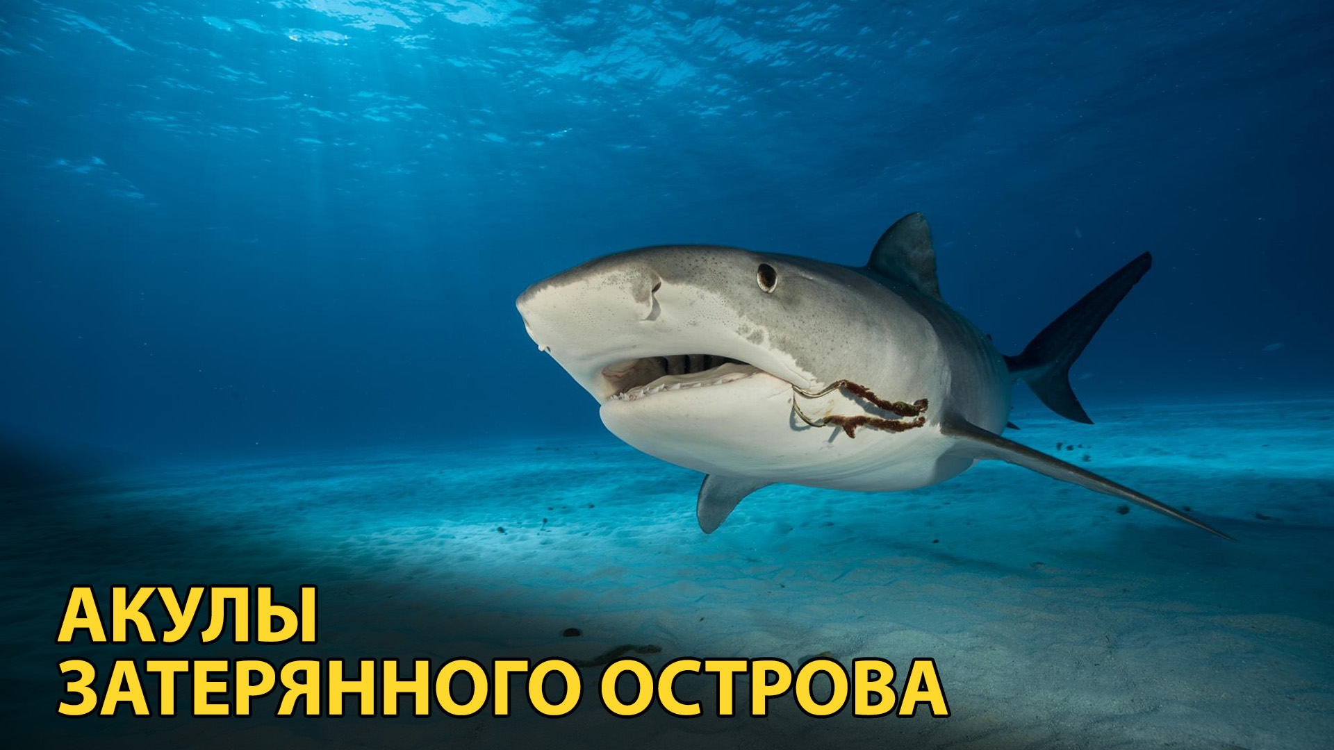виды акул фото и название на русском
